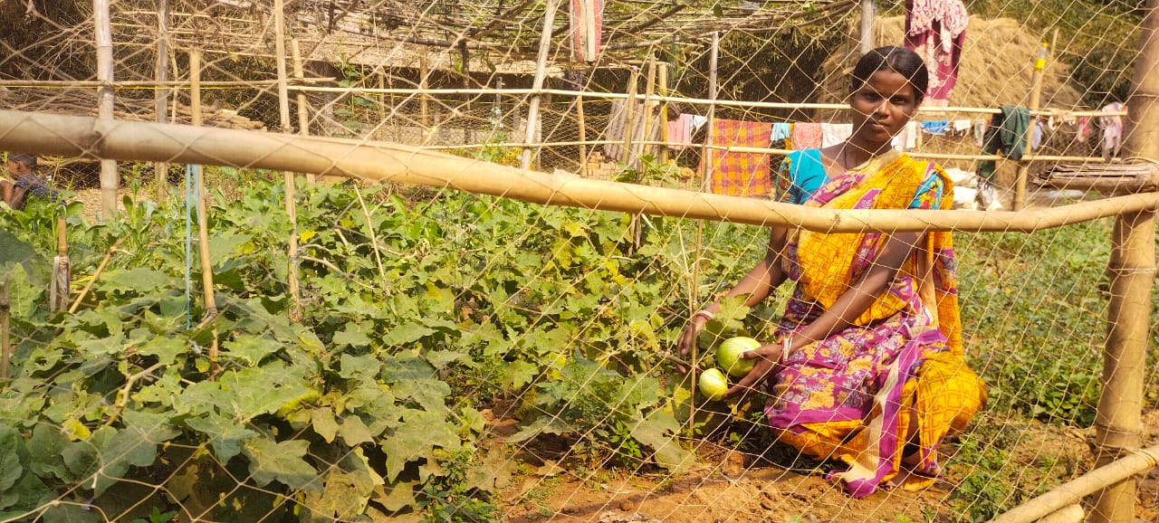 Der Küchengarten trägt Früchte im Dorf Baramara